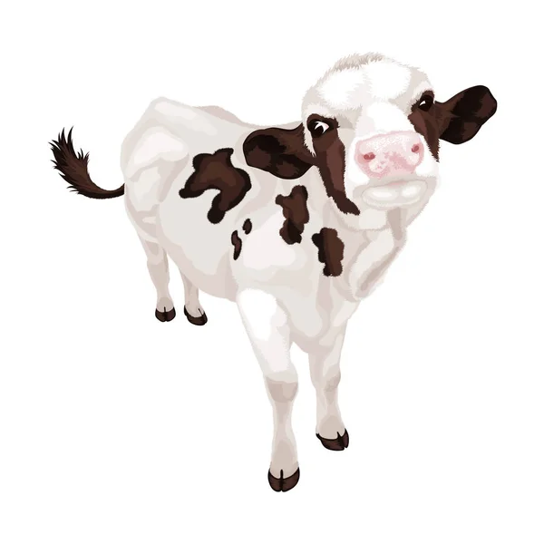 Little white cow with black spots. Vector illustration — Stock Vector