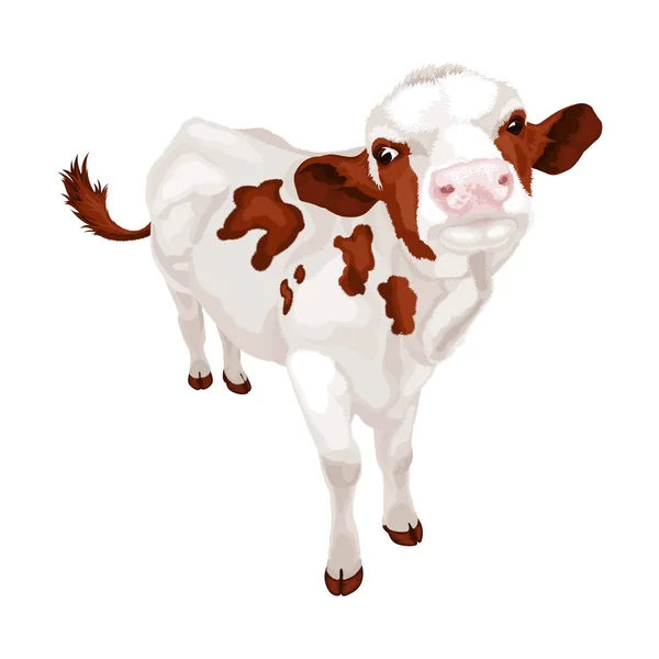 Pequena vaca branca com manchas vermelhas. Ilustração vetorial — Vetor de Stock