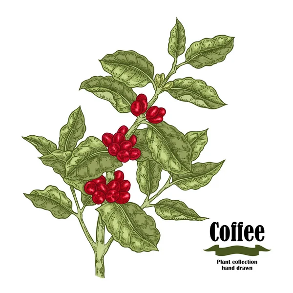 Planta de café dibujado a mano con bayas y hojas. Ilustración vectorial en sketch sryle . — Archivo Imágenes Vectoriales