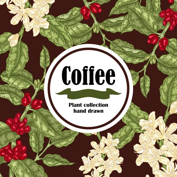 Banner con planta de café. Granos de café y rama floreciente. Ilustración vectorial — Archivo Imágenes Vectoriales