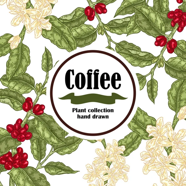 Banner med kaffe växt. Kaffebönor och blommande gren. Vektorillustration — Stock vektor