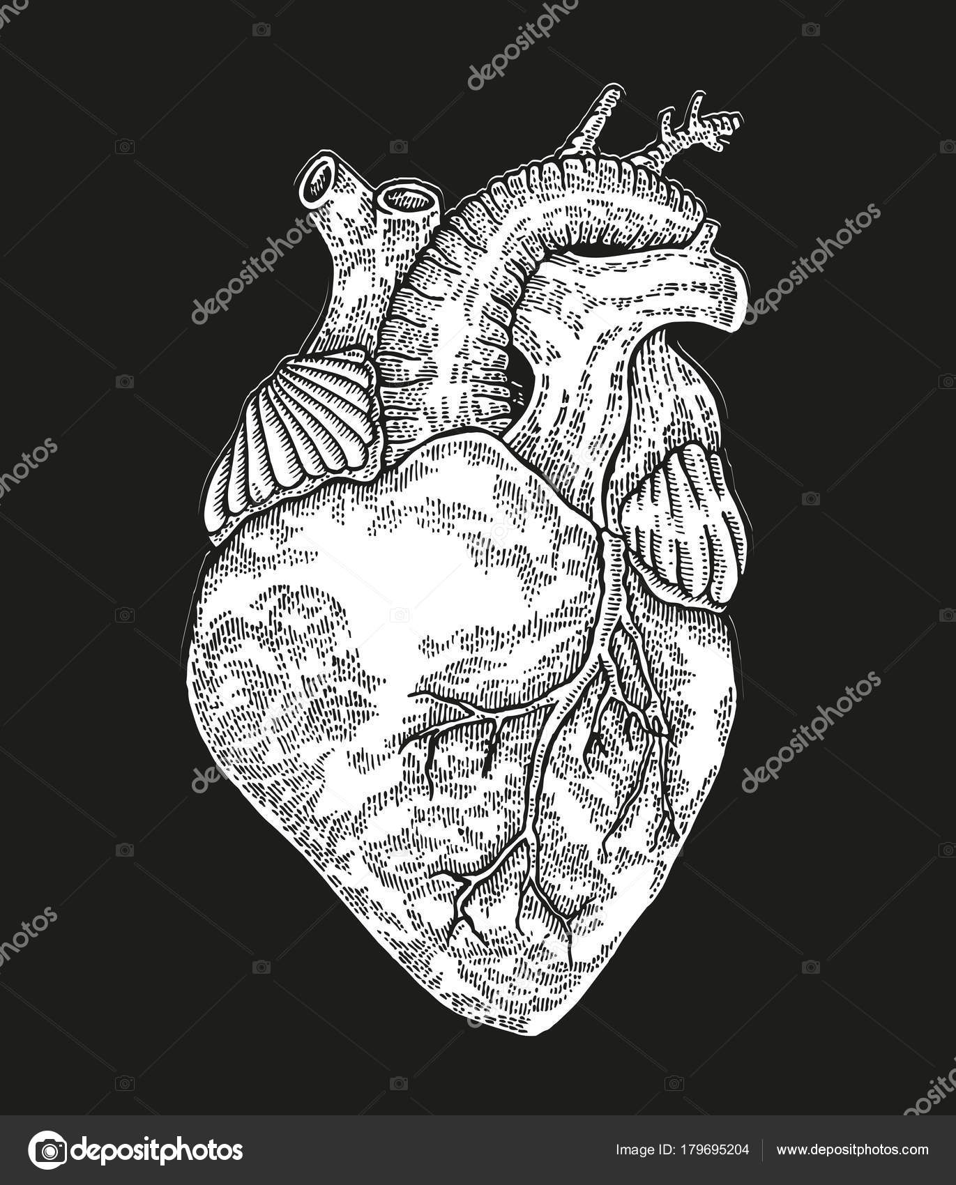 手绘的人的心脏在黑色背景。矢量插图图库矢量图©Jka 179695204, image size:1371x1700