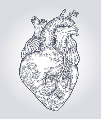 Elle çizilmiş insan kalbi. Vektör çizim kazınmış