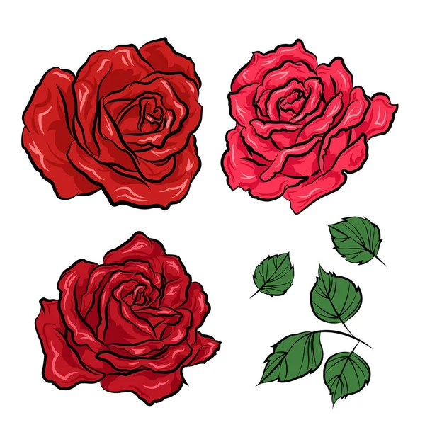 Roses dessinées à la main et feuilles isolées sur fond blanc. Vecteur — Image vectorielle
