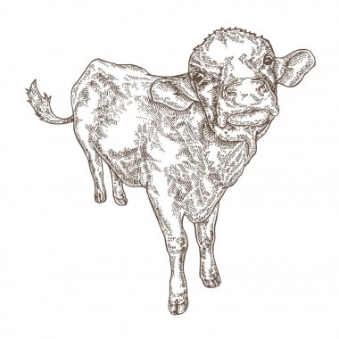Beyaz arka plan üzerinde izole el çekilmiş inek. Çiftlik hayvan tasarımı. Vektör çizim kroki tarzı.