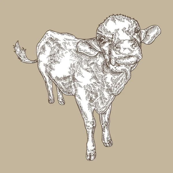 Tangan ditarik sapi vintage. Desain hewan pertanian. Ilustrasi vektor dalam gaya sketsa . - Stok Vektor