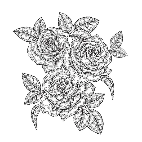 Rosenblüten und Blätter im Vintage-Stil. handgezeichnete botanische Vektorillustration. Florales Gestaltungselement — Stockvektor
