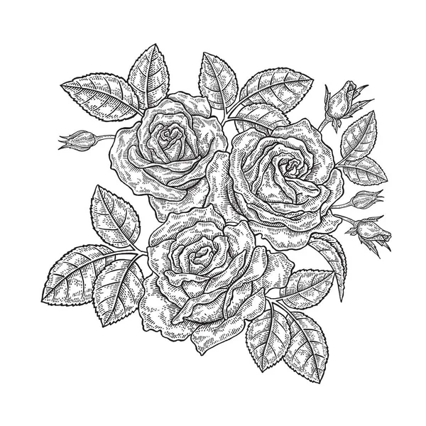 Fiori di rosa e foglie in stile vintage. Illustrazione vettoriale botanica disegnata a mano. Elementi di design floreale — Vettoriale Stock