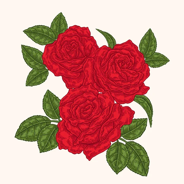 Rosas rojas flores y hojas en estilo vintage. Ilustración de vector botánico dibujado a mano. Elementos de diseño floral — Archivo Imágenes Vectoriales