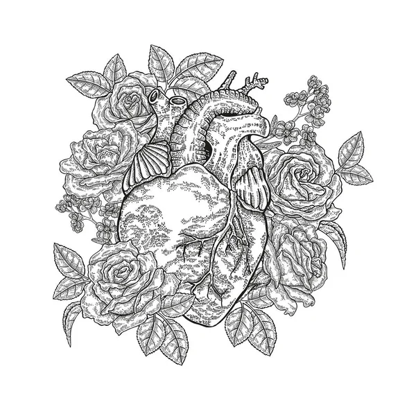 Coeur humain dessiné à la main avec des roses sur fond blanc. Illustration vectorielle gravée — Image vectorielle