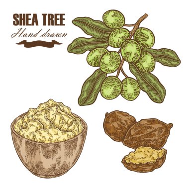 Shea ağacı dalı, fındık ve shea yağı üzerinde beyaz izole. El vektör çizim çekilmiş. Tıbbi bitkiler.