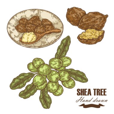 Shea ağacı dalı, fındık ve shea yağı üzerinde beyaz izole. El vektör çizim çekilmiş. Tıbbi bitkiler.