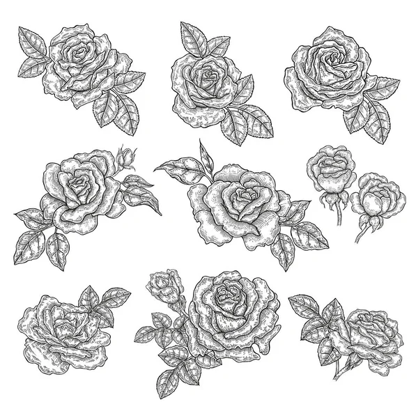 Rosa flores e folhas em estilo vintage. Ilustração vetorial botânica desenhada à mão. Elementos de design floral —  Vetores de Stock