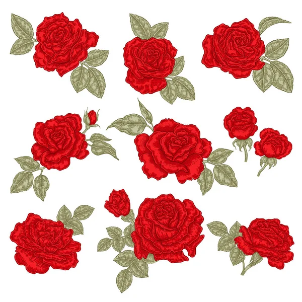 Piros rózsák, elszigetelt fehér. Kézzel rajzolt virágok és levelek. Vektoros illusztráció. Floral design elemek — Stock Vector