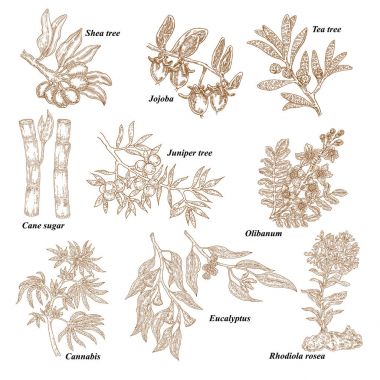 Kozmetik ve tıbbi bitkiler. Çizilmiş Shea fındık el, Jojoba, çay ağacı, şeker kamışı, ardıç, Olibanum, esrar, Rhodiola rosea, okaliptüs. Vektör çizim kazınmış.
