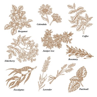 Kozmetik ve tıbbi bitkiler. El çekilmiş Bergamot, Calendula, kahve şube, Mürver, ardıç ağacı, biberiye, okaliptüs, lavanta, paçuli. Vektör çizim kazınmış.