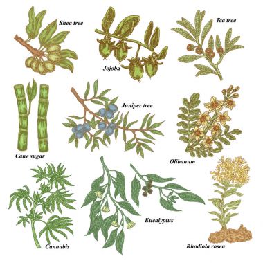 Kozmetik ve tıbbi bitkiler. Çizilmiş Shea fındık el, Jojoba, çay ağacı, şeker kamışı, ardıç, Olibanum, esrar, Rhodiola rosea, okaliptüs. Vektör çizim.