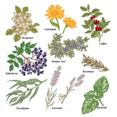 Kozmetik ve tıbbi bitkiler. El çekilmiş Bergamot, Calendula, kahve şube, Mürver, ardıç ağacı, biberiye, okaliptüs, lavanta, paçuli. Vektör çizim.