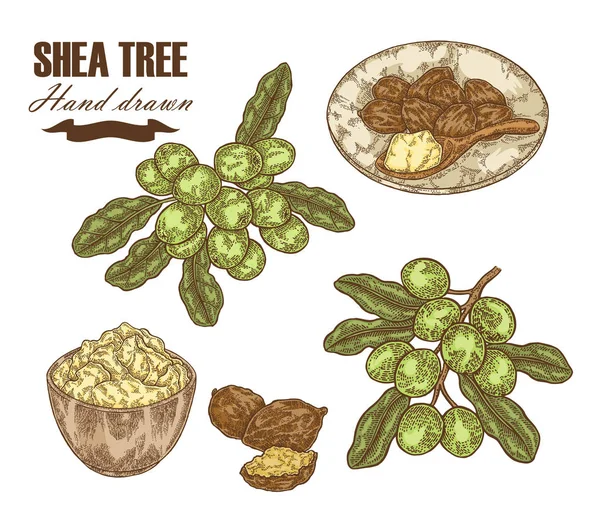 Rama de karité, nueces y manteca de karité aislada en blanco. Ilustración vectorial dibujada a mano. Plantas medicinales . — Vector de stock