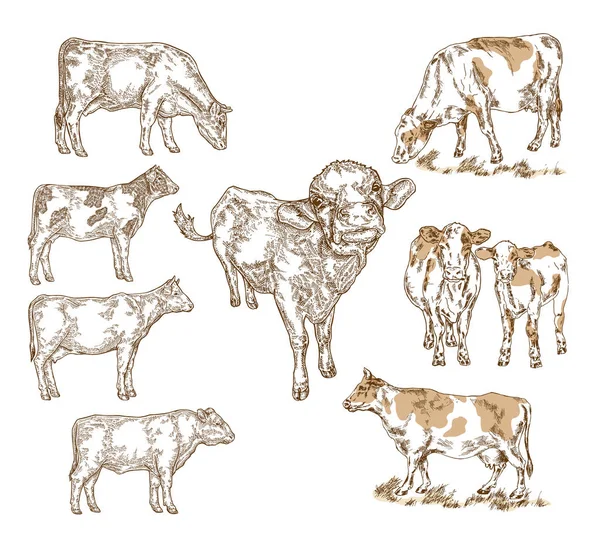 Animaux de ferme dessinés à la main. Vache laitière, bétail, taureau, veau isolé sur blanc. Illustration vectorielle gravée — Image vectorielle