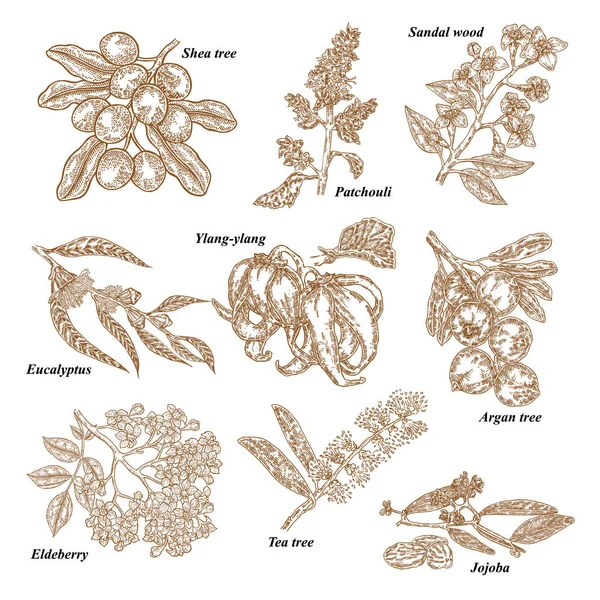 Kozmetik ve tıbbi bitkiler. Çizilmiş Jojoba, Argan, el çay ağacı, Sandal ahşap, okaliptüs, silhat, Ylang-ylang, Shea, mürver şube. Vektör çizim kazınmış.