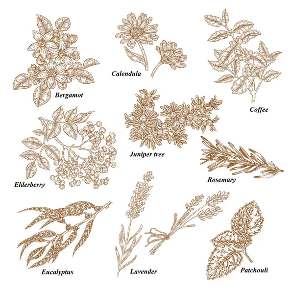 Plantas médicas e de cosméticos. Bergamota desenhada à mão, calêndula, ramo de café, sabugueiro, zimbro, alecrim, eucalipto, lavanda, patchouli. Ilustração vetorial gravada . —  Vetores de Stock