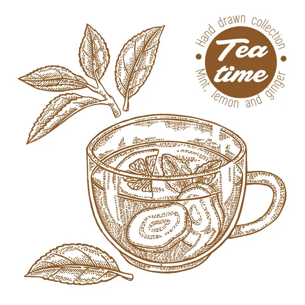 Taza de té dibujada a mano. Té de hierbas con limón, menta y jengibre aislados en blanco. Ilustración vectorial grabada. Diseño para embalaje . — Archivo Imágenes Vectoriales