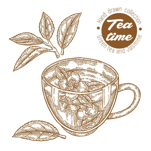 Chávena de chá desenhada à mão. Chá verde e jasmim isolado em branco. Ilustração vetorial gravada. Design para embalagem . —  Vetores de Stock