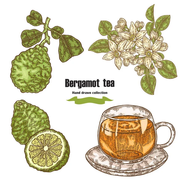 Frutas bergamotas, flores, hojas y taza de té aislados sobre fondo blanco. Set dibujado a mano. Ilustración vectorial — Archivo Imágenes Vectoriales