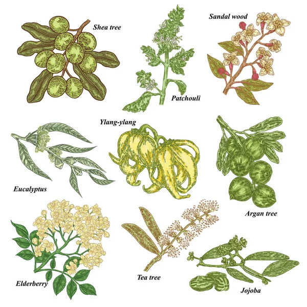 Ιατρικά και καλλυντικά φυτά. Το χέρι συντάσσονται Jojoba, Argan, δέντρο τσαγιού, σανταλόξυλο, πατσουλί, Ylang-ylang, ευκάλυπτος, Shea, Elderberry υποκατάστημα. Εικονογράφηση διάνυσμα. — Διανυσματικό Αρχείο