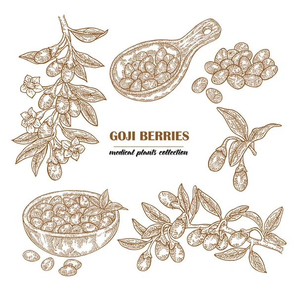 Goji bessen instellen op een tak. Hand getekend medische plant collectie. Vectorillustratie gegraveerd. — Stockvector