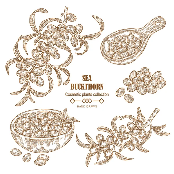 Hand drawn Sea buckthorn branch. Sea buckthorn berries in wooden scoop. Cosmetic plant in sketch style. Vector illustration vintage. — Stock Vector