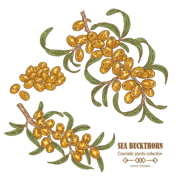 Tangan digambar cabang buckthorn Laut. Warna sketsa tanaman kosmetik. Ilustrasi vektor - Stok Vektor