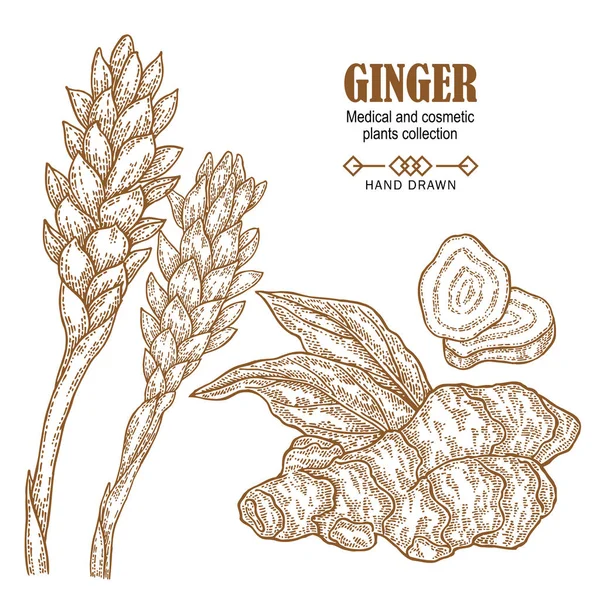 Ginger set rostlin. Ručně tažené kořen zázvoru a květiny izolovaných na bílém pozadí. Vektorové ilustrace vyryto. Lékařské a kosmetické kolekce. — Stockový vektor