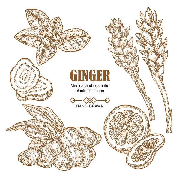 Ginger set rostlin. Ručně tažené kořen zázvoru, květiny, lístky máty, citronu, izolované na bílém pozadí. Vektorové ilustrace vyryto. Lékařské a kosmetické kolekce. — Stockový vektor