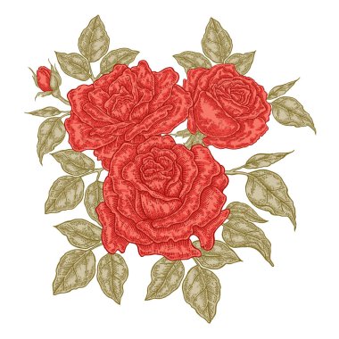 Elle çizilmiş kırmızı gül çiçekler ve yapraklar. Vintage çiçek kompozisyon. Bahçe çiçek izole bahar. Vektör çizim.