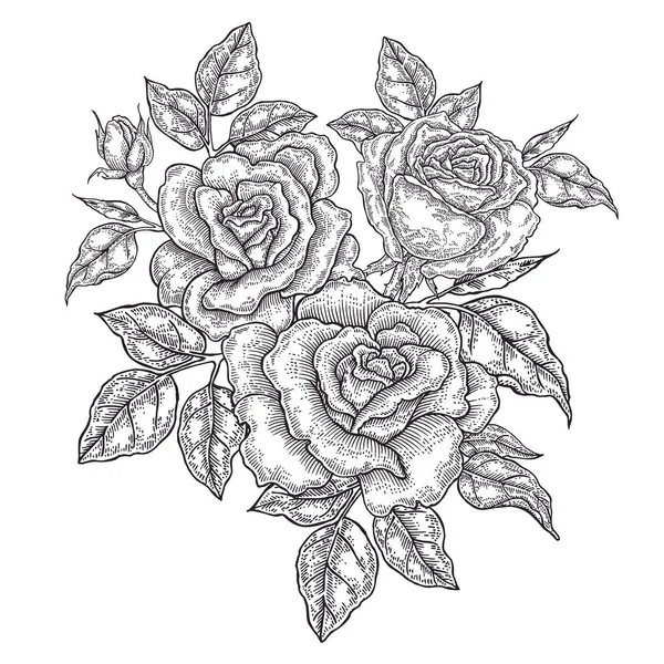 Flores y hojas de rosas dibujadas a mano. Composición floral vintage . — Archivo Imágenes Vectoriales