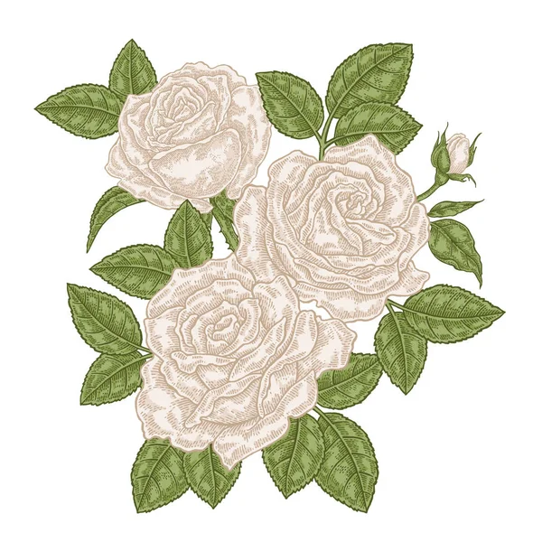 Rosas blancas dibujadas a mano flores y hojas. Composición floral vintage. Flores de jardín de primavera aisladas. Ilustración vectorial . — Archivo Imágenes Vectoriales