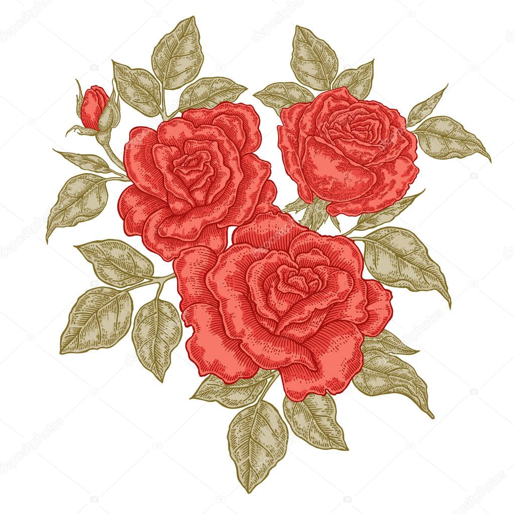 Hand rote Rosen Blüten und Blätter. Vintage