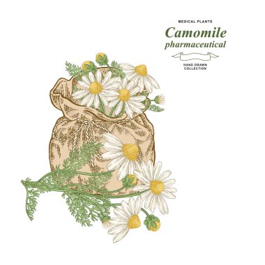 Eczacılık papatya bitkisinin eli çizilmiş. Beyaz arka planda izole edilmiş papatya çiçekleri. Tıbbi gerbler koleksiyonu. Vektör illüstrasyonu botanik.