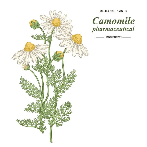 Pharmaceutical camomile plant hand drawn. Chamomile or daisy flowers isolated on white background. Medical gerbs collection. Vector illustration botanical. — Stock Vector
