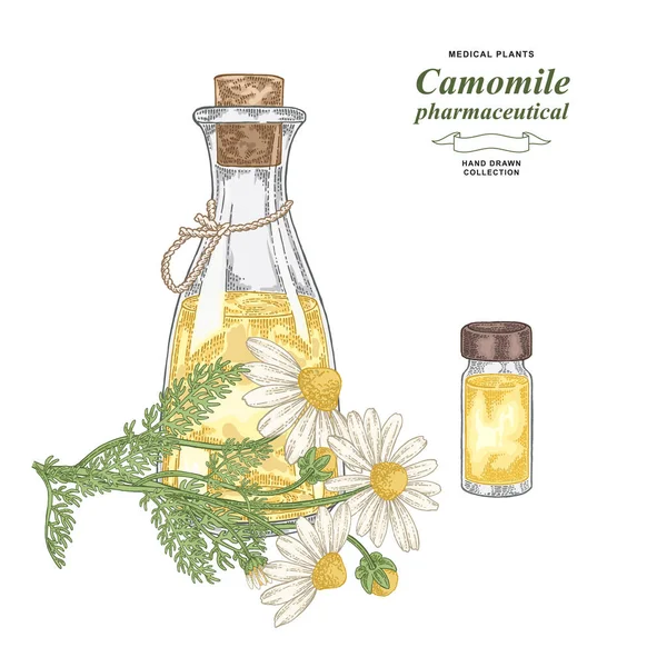 Pharmaceutical camomile plant hand drawn. Chamomile flowers with glass glass bottle of essential oil. Medical gerbs collection. Vector illustration botanical. — Stock Vector