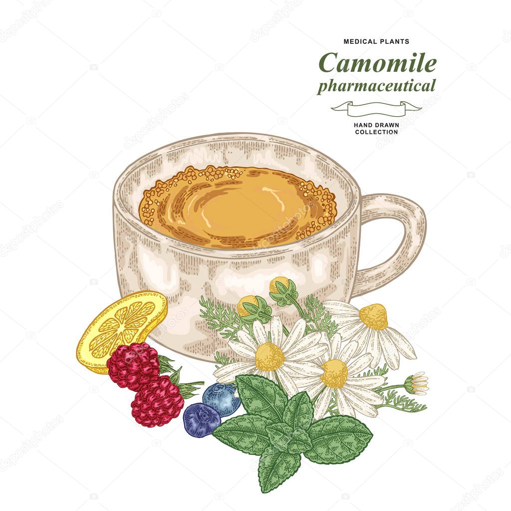 Camomile tea hand drawn. Chamomile flowers with cup of tea, mint leaves, lemon and raspberries. Medical gerbs collection. Vector illustration vintage.