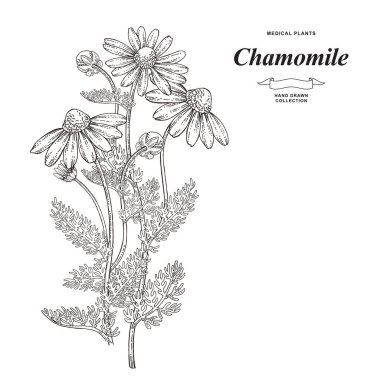 Chamomile or daisy flowers isolated on white background. Medical gerbs hand drawn. Vector illustration engraved. clipart