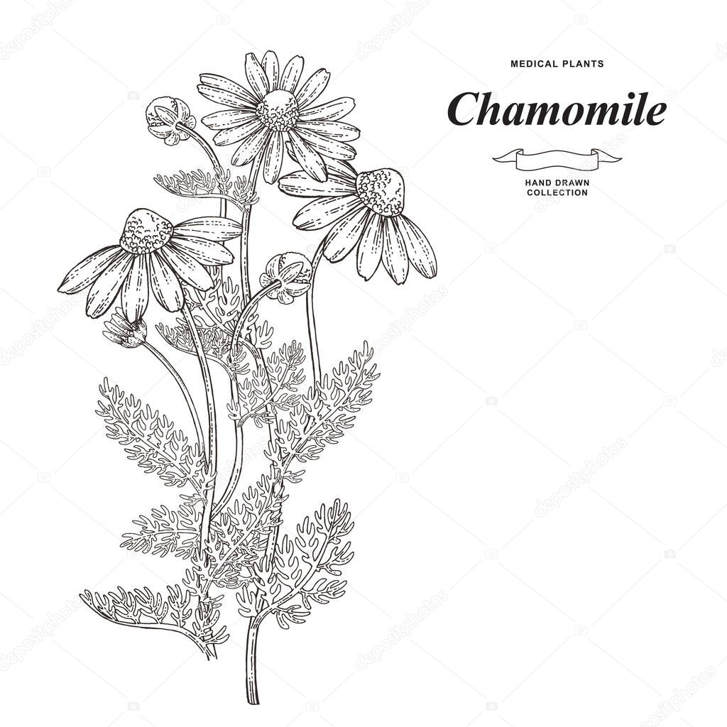 Chamomile or daisy flowers isolated on white background. Medical gerbs hand drawn. Vector illustration engraved.