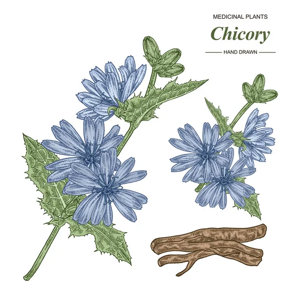 Chicorée Pflanze von Hand gezeichnet. Chicorée-Blüten und Wurzeln isoliert auf weißem Hintergrund. Sammlung medizinischer Keime. Vektorillustration. farbenfroher Stil. — Stockvektor