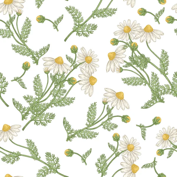 Kamomill blommor sömlös mönster. Medicinska serber handdragna. Vektor illustration vintage. — Stock vektor