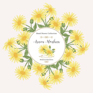 Arnica montana round frame. Flowers and leaves hand drawn. Medical herbs. Vector illustration vintage. clipart
