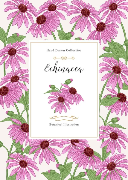 Echinacea purpurea pozadí. Květiny a listy nakreslené rukou. Zdravotní byliny. Vektorová ilustrace vintage. — Stockový vektor