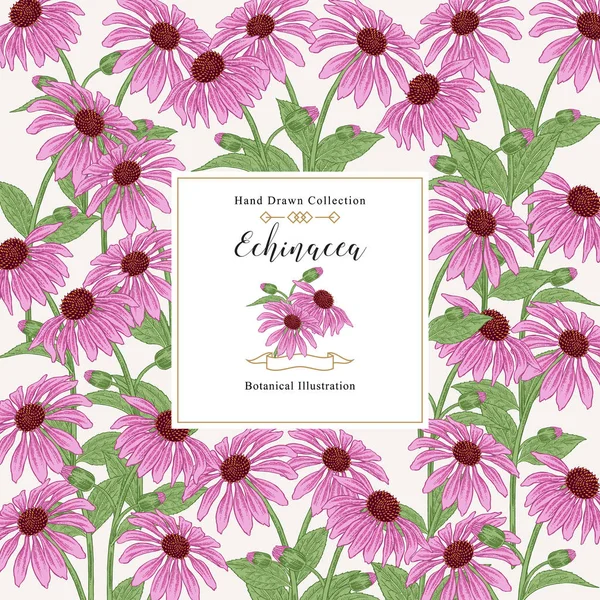 Echinacea purpurea čtvercové pozadí. Květiny a listy nakreslené rukou. Zdravotní byliny. Vektorová ilustrace vintage. — Stockový vektor